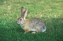 Eastern Cottontail