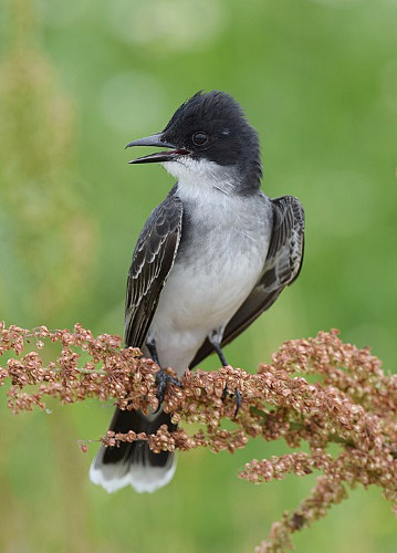 Eastern Kingbird