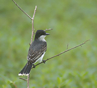 Eastern Kingbird