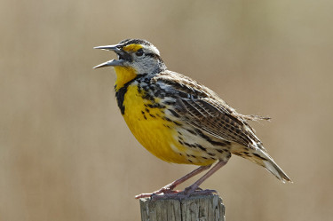 Eastern Meadowlark