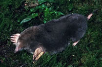 Eastern Mole