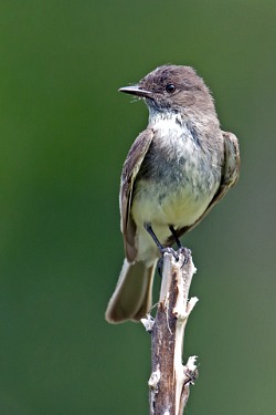 Eastern Phoebe