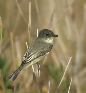 Eastern Phoebe