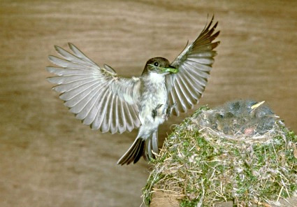 Eastern Phoebe Bringing Food to Nest