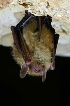 Eastern Pipistrelle