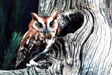 Eastern Screech-Owl