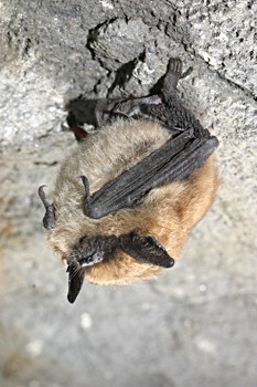 Eastern Small-footed Myotis