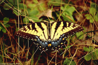 Eastern Tiger Swallowtail 