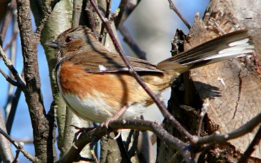 Female Eastern Towhee