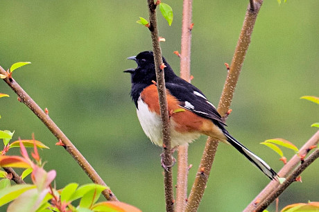 Eastern Towhee