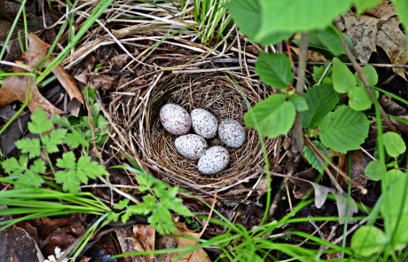 towhee nest eastern eggs ground nests nesting usfws england shrubs towhees typically tangles lookout 4ft spaeth kris