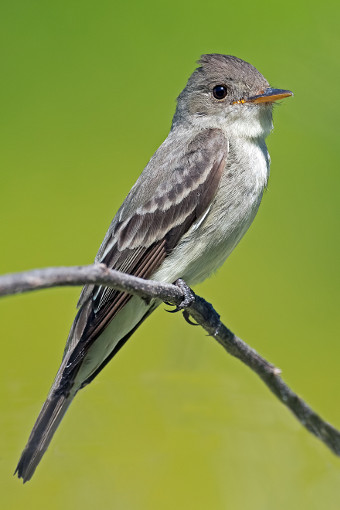 Eastern Wood-Pewee