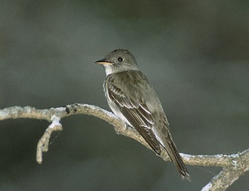 Eastern Wood-Pewee