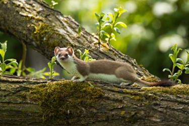 Ermine in Summer 