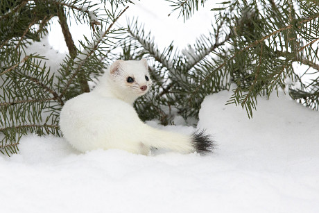 Ermine in Winter