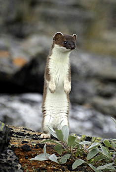 Ermine Standing Upright