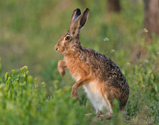 European Hare