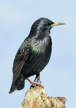 European Starling