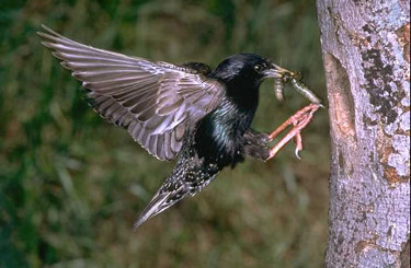 European Starling