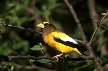 Evening Grosbeak 