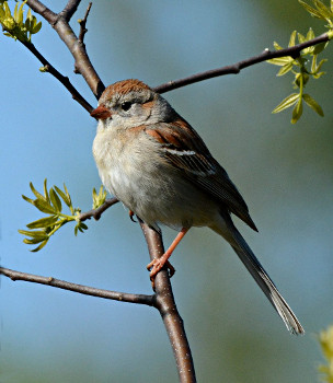 Field Sparrow