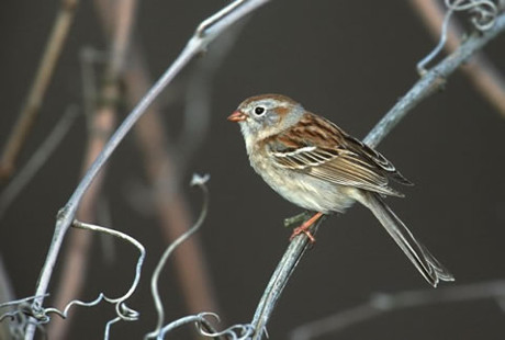 Field Sparrow