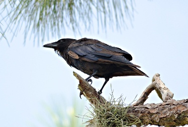 Fish Crow