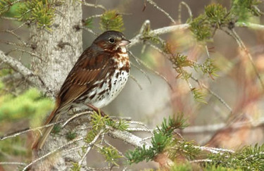 Fox Sparrow 