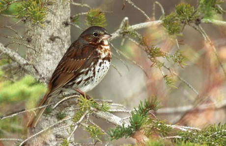 Fox Sparrow