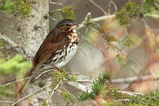 Fox Sparrow