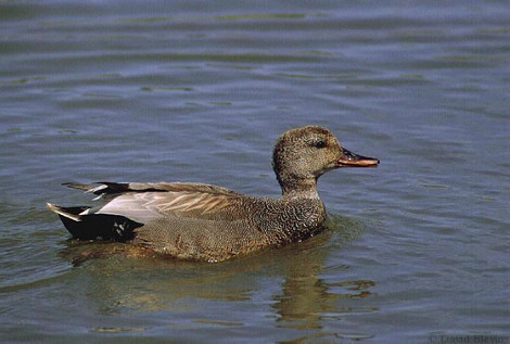 Gadwall