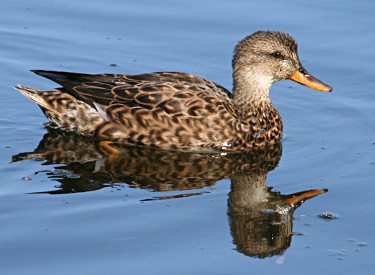 Female Gadwall 