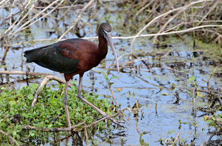 Glossy Ibis