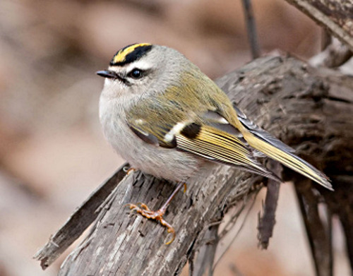 Golden-crowned Kinglet