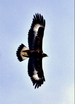 Golden Eagle in Flight