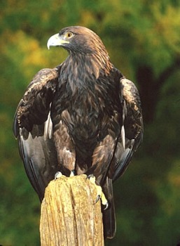 Golden Eagle