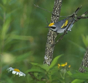Golden-winged Warbler