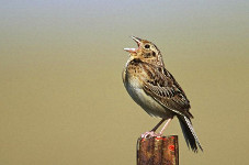 Grasshopper Sparrow