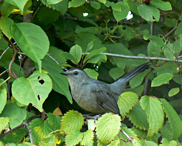 Gray Catbird 