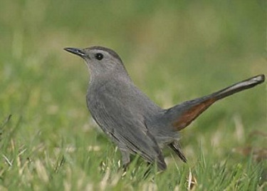 Gray Catbird