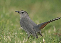 
Gray Catbird