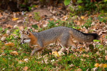 Gray Fox