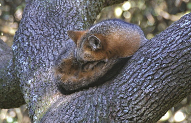 Gray Fox Sleeping in Tree