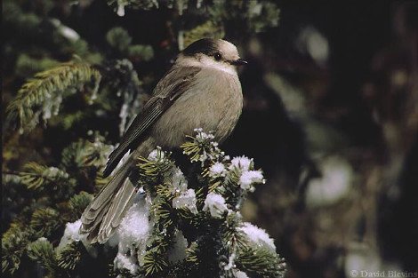 Gray Jay