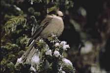 Canada Jay (Gray Jay)