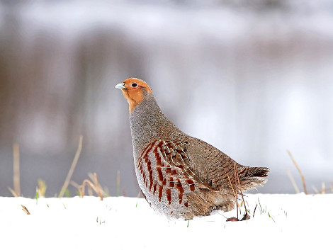 Gray Partridge