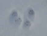 Gray Squirrel Tracks?