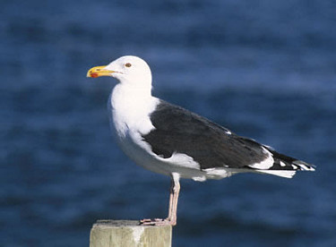 Great Black-backed Gull