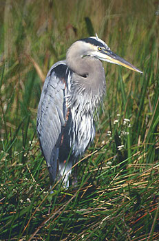 Great Blue Heron