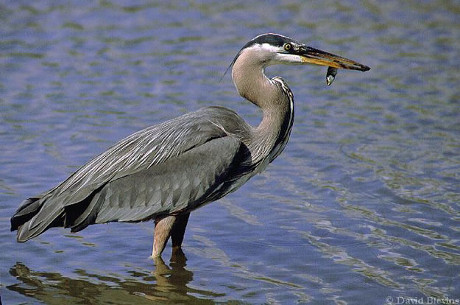 Great Blue Heron